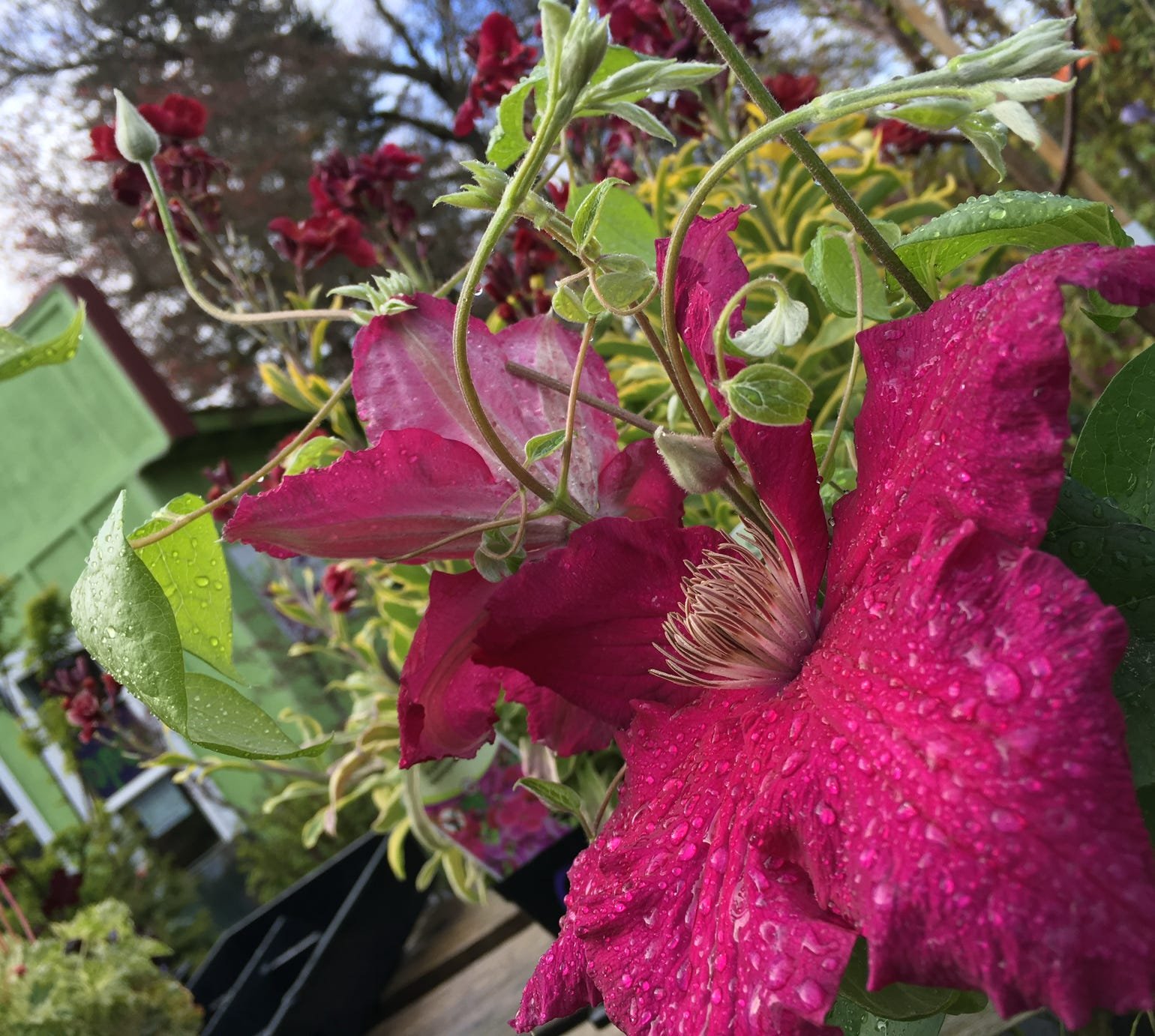 Plants in Outdoor Restaurant Decor 